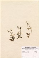 藏品(鳥嘴蓮)的圖片